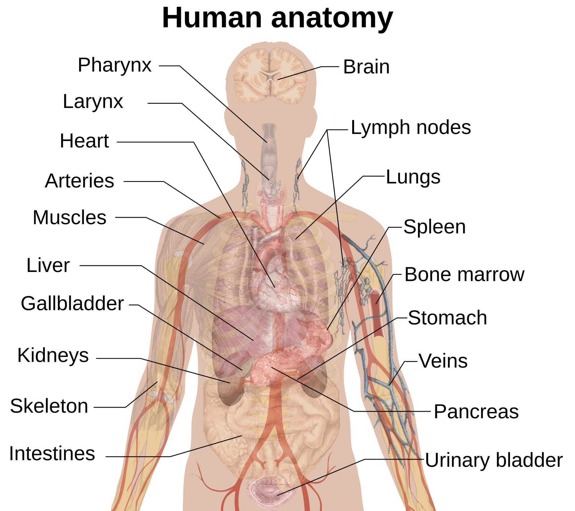 Anatomical diagram of the human body showing internal organs