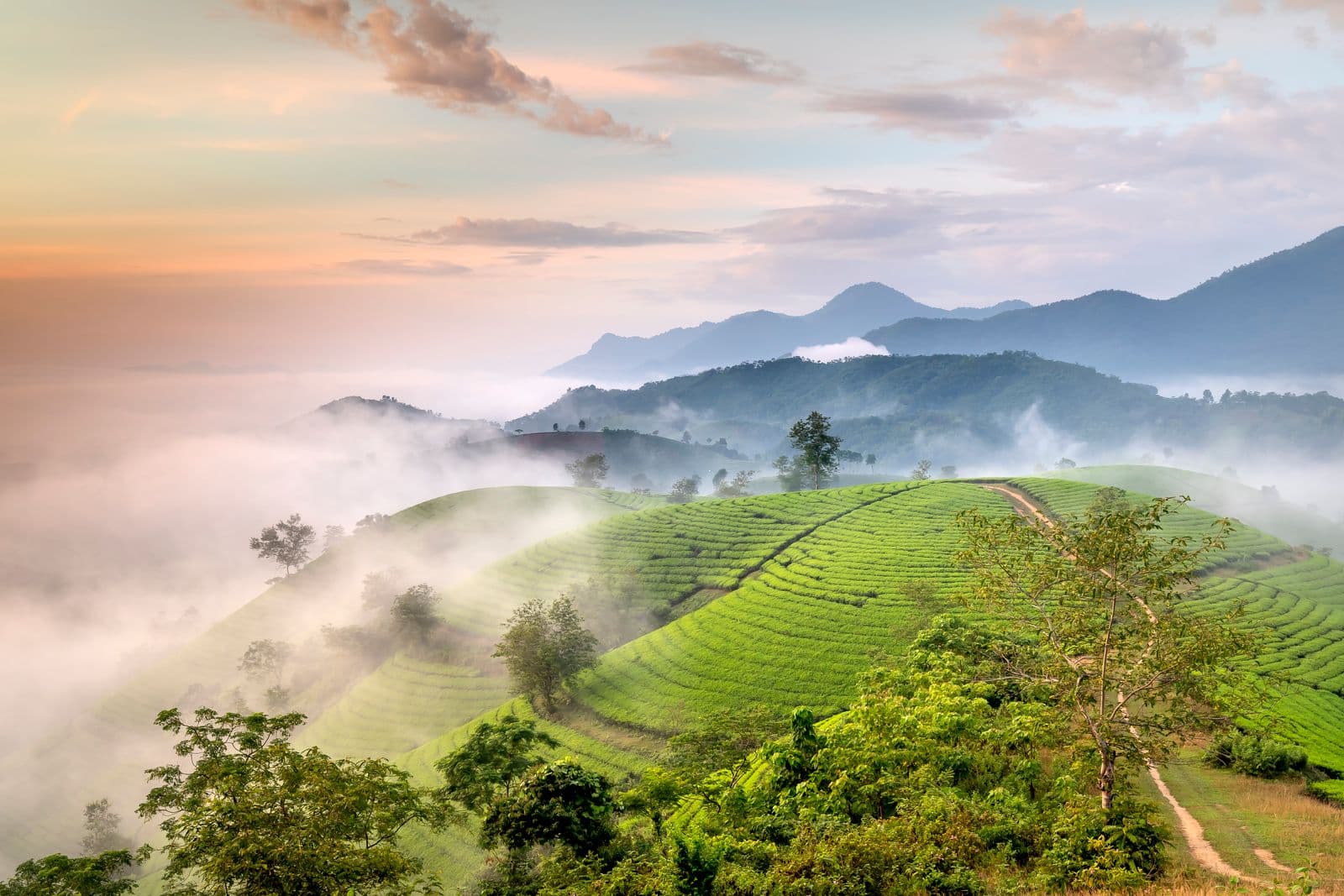 Misty green hills and plantations at sunrise