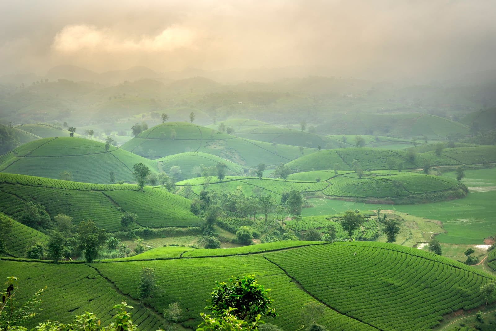 Green hills shrouded in morning mist from above