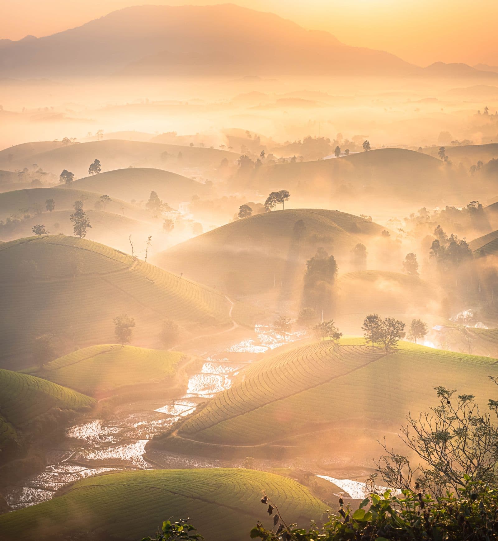 Sunrise mist over rolling tea plantations